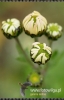 Filename=779_fotowilga.JPG
Filesize=82KB
Dimensions=348x540
Date added=Nov 14, 2011 779_fotowilga.JPG