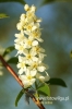 Filename=780_fotowilga.JPG
Filesize=85KB
Dimensions=360x540
Date added=Jun 16, 2012 780_fotowilga.JPG
