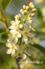 Filename=782_fotowilga.JPG
Filesize=82KB
Dimensions=360x540
Date added=Jun 16, 2012 782_fotowilga.JPG