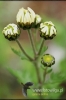 Filename=789_fotowilga.JPG
Filesize=81KB
Dimensions=360x540
Date added=Nov 14, 2011 789_fotowilga.JPG