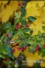 Filename=827_fotowilga.JPG
Filesize=102KB
Dimensions=360x540
Date added=Nov 15, 2011 827_fotowilga.JPG