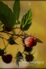 864-crop_[wilga].JPG