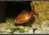 Filename=9323_fotowilga.JPG
Filesize=137KB
Dimensions=720x512
Date added=Dec 12, 2011 9323_fotowilga.JPG