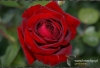 Filename=9612_fotowilga.JPG
Filesize=109KB
Dimensions=720x494
Date added=Dec 13, 2011 9612_fotowilga.JPG