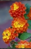Filename=9658_fotowilga.JPG
Filesize=101KB
Dimensions=347x540
Date added=Dec 11, 2011 9658_fotowilga.JPG