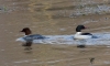 Filename=0000001_fotowilga~0.JPG
Filesize=263KB
Dimensions=700x426
Date added=Jan 31, 2021 0000001_fotowilga~0.JPG