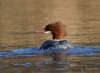 Filename=000000552_fotowilga.JPG
Filesize=272KB
Dimensions=700x511
Date added=Jan 19, 2023 000000552_fotowilga.JPG