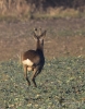 Filename=0000011_fotowilga~0.JPG
Filesize=350KB
Dimensions=551x700
Date added=Mar 14, 2021 0000011_fotowilga~0.JPG