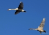 Filename=0000018_fotowilga~0.JPG
Filesize=167KB
Dimensions=700x506
Date added=Oct 18, 2020 0000018_fotowilga~0.JPG
