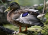Filename=000001_fotowilga~0.JPG
Filesize=315KB
Dimensions=700x507
Date added=Oct 25, 2021 000001_fotowilga~0.JPG