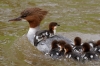 Filename=00000238_fotowilga~3.JPG
Filesize=308KB
Dimensions=700x463
Date added=May 08, 2021 00000238_fotowilga~3.JPG