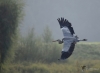 Filename=0000025_fotowilga~0.JPG
Filesize=215KB
Dimensions=700x513
Date added=Oct 12, 2021 0000025_fotowilga~0.JPG