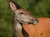 Filename=00000308_fotowilga~42.JPG
Filesize=275KB
Dimensions=700x525
Date added=Oct 01, 2019 00000308_fotowilga~42.JPG