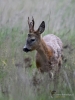 Filename=00000366_fotowilga~38.JPG
Filesize=282KB
Dimensions=525x700
Date added=Jun 14, 2020 00000366_fotowilga~38.JPG