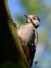 Filename=0000036_fotowilga~41.JPG
Filesize=218KB
Dimensions=525x700
Date added=Jun 26, 2017 0000036_fotowilga~41.JPG