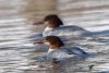 Filename=00000371_fotowilga.JPG
Filesize=273KB
Dimensions=700x472
Date added=Feb 09, 2021 00000371_fotowilga.JPG