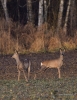 Filename=0000037_fotowilga~0.JPG
Filesize=360KB
Dimensions=540x700
Date added=Dec 08, 2022 0000037_fotowilga~0.JPG