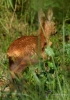 Filename=00000449_fotowilga~0.JPG
Filesize=293KB
Dimensions=490x700
Date added=Aug 02, 2021 00000449_fotowilga~0.JPG