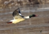 Filename=00000460_fotowilga.JPG
Filesize=245KB
Dimensions=700x484
Date added=Mar 30, 2023 00000460_fotowilga.JPG