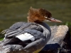 Filename=00000479_fotowilga~20.JPG
Filesize=274KB
Dimensions=700x525
Date added=Aug 15, 2019 00000479_fotowilga~20.JPG