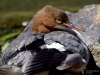 Filename=00000492_fotowilga~5.JPG
Filesize=301KB
Dimensions=700x525
Date added=Aug 15, 2019 00000492_fotowilga~5.JPG