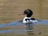Filename=0000051_fotowilga~58.JPG
Filesize=244KB
Dimensions=700x525
Date added=Sep 25, 2018 0000051_fotowilga~58.JPG