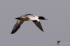 Filename=0000060_fotowilga~0.JPG
Filesize=162KB
Dimensions=700x465
Date added=Jan 31, 2021 0000060_fotowilga~0.JPG