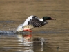 Filename=0000063_fotowilga~62.JPG
Filesize=265KB
Dimensions=700x525
Date added=Apr 23, 2018 0000063_fotowilga~62.JPG