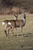 Filename=0000073_fotowilga~0.JPG
Filesize=268KB
Dimensions=471x700
Date added=Mar 27, 2022 0000073_fotowilga~0.JPG