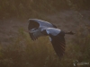 Filename=000008_fotowilga~68.JPG
Filesize=229KB
Dimensions=700x525
Date added=Oct 26, 2019 000008_fotowilga~68.JPG