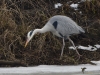 Filename=0000101_fotowilga.JPG
Filesize=385KB
Dimensions=700x525
Date added=Feb 03, 2021 0000101_fotowilga.JPG