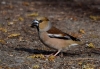 Filename=0000104_fotowilga~1.JPG
Filesize=321KB
Dimensions=700x486
Date added=May 09, 2021 0000104_fotowilga~1.JPG