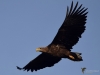 Filename=0000106_fotowilga~45.JPG
Filesize=206KB
Dimensions=700x525
Date added=Dec 28, 2018 0000106_fotowilga~45.JPG