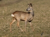 Filename=0000113_fotowilga~0.JPG
Filesize=346KB
Dimensions=700x520
Date added=Apr 03, 2022 0000113_fotowilga~0.JPG
