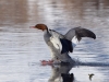 Filename=0000125_fotowilga~65.JPG
Filesize=256KB
Dimensions=700x525
Date added=Feb 14, 2019 0000125_fotowilga~65.JPG