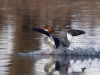 Filename=0000126_fotowilga~56.JPG
Filesize=287KB
Dimensions=700x525
Date added=Feb 14, 2019 0000126_fotowilga~56.JPG
