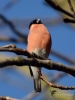 Filename=0000136_fotowilga~54.JPG
Filesize=230KB
Dimensions=525x700
Date added=Apr 25, 2018 0000136_fotowilga~54.JPG