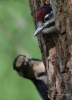 Filename=0000140_fotowilga.JPG
Filesize=288KB
Dimensions=506x700
Date added=Mar 07, 2022 0000140_fotowilga.JPG