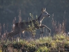 Filename=0000149__fotowilga.JPG
Filesize=346KB
Dimensions=700x525
Date added=Oct 26, 2019 0000149__fotowilga.JPG
