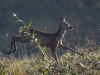 Filename=0000150_fotowilga~55.JPG
Filesize=309KB
Dimensions=700x525
Date added=Oct 26, 2019 0000150_fotowilga~55.JPG
