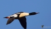 Filename=0000151_fotowilga~0.JPG
Filesize=177KB
Dimensions=700x403
Date added=Jan 28, 2021 0000151_fotowilga~0.JPG