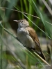 Filename=0000154_fotowilga.JPG
Filesize=285KB
Dimensions=526x700
Date added=Jun 24, 2022 0000154_fotowilga.JPG