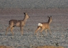Filename=0000155_fotowilga.JPG
Filesize=345KB
Dimensions=700x503
Date added=Oct 19, 2021 0000155_fotowilga.JPG