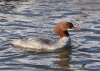 Filename=0000156_fotowilga.JPG
Filesize=344KB
Dimensions=700x501
Date added=Feb 12, 2021 0000156_fotowilga.JPG