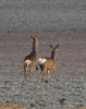 Filename=0000158_fotowilga~0.JPG
Filesize=356KB
Dimensions=553x700
Date added=Nov 07, 2021 0000158_fotowilga~0.JPG
