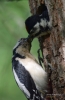 Filename=0000176_fotowilga.JPG
Filesize=259KB
Dimensions=458x700
Date added=Feb 25, 2022 0000176_fotowilga.JPG