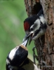 Filename=0000178_fotowilga~0.JPG
Filesize=288KB
Dimensions=543x700
Date added=Mar 05, 2022 0000178_fotowilga~0.JPG