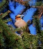 Filename=0000182_fotowilga~0.JPG
Filesize=494KB
Dimensions=613x700
Date added=Mar 10, 2021 0000182_fotowilga~0.JPG