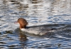 Filename=0000183_fotowilga.JPG
Filesize=362KB
Dimensions=700x493
Date added=Mar 30, 2023 0000183_fotowilga.JPG