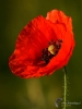 Filename=000018_fotowilga.JPG
Filesize=204KB
Dimensions=525x700
Date added=Jun 23, 2019 000018_fotowilga.JPG